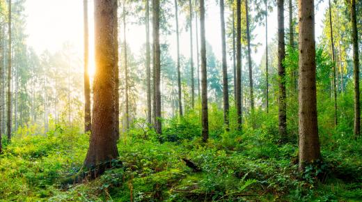 Symbolbild Nachhaltige Waldwirtschaft bei PaX